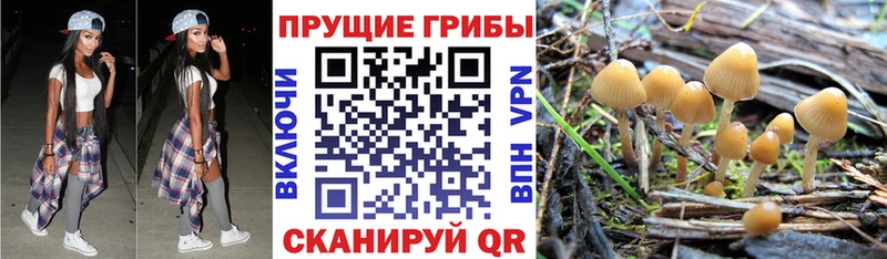 сколько стоит  Буй  Галлюциногенные грибы мухоморы 